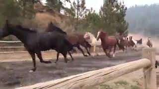 Cavalos selvagens lindos correndo em liberdade [upl. by Naed]