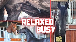 A busy day In the evening it is time to relax With the horses  Friesian Horses [upl. by Verne]