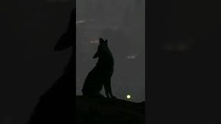 Coyote Howl Silhouette in Predawn Light  Coyote Howling Sounds [upl. by Akemahs859]