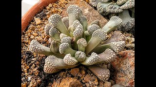 26 Plantas Mesembs  Titanopsis schwantesii [upl. by Gonzalo]