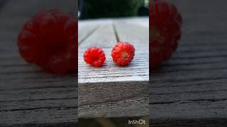 Raspberries and Loganberries Spot The Difference [upl. by Silrac213]