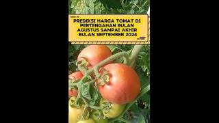 Prediksi harga tomat dari mulai pertengahan bulan Agustus sampai akhir bulan September 2024 [upl. by Danit936]