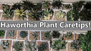 HOW TO CARE HAWORTHIA PLANT  Local And Imported [upl. by Margherita283]