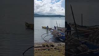 this seaweeds is already harvest from the sea becouse of the coming typhoon pipeto [upl. by Daffodil]