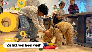 Dierendag Schoolhond Lola krijgt extra veel aandacht [upl. by Duquette]