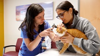 Ariel Bohner 24 shares her student experience at CornellVets Small Animal Community Practice [upl. by Kyne]