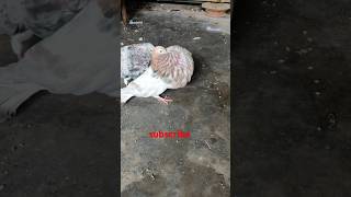 🇧🇩❤️almon gaditano fimale ❤️🇧🇩viralvideo bird kabutar pigeonbird [upl. by Netsirhc]