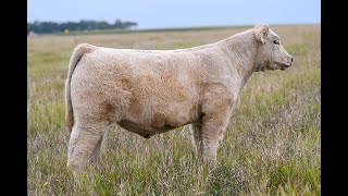 Reimann Pasture Sale 2024  Tag 49 [upl. by Carolin]