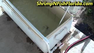 DIY  How To Make A Cooler Livewell Bait Holding Tank from a 128 qt Cooler [upl. by Biagi]