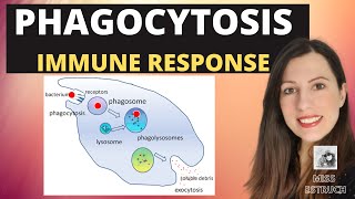 PHAGOCYTOSISAlevel Biology Phagocytes and macrophages engulf pathogens amp lysozyme destroys them [upl. by Enasus]