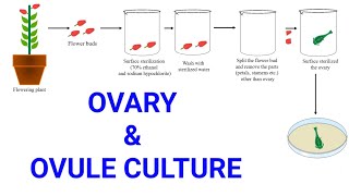 Ovary and Ovule or Megaspore culture  Production of female haploid plants  Gynogenesis [upl. by Magas]