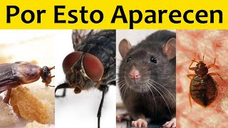 🐜SIGNIFICADO EMOCIONAL por el que APARECEN LAS PLAGAS en TU CASA y COMO ELIMINARLAS para SIEMPRE [upl. by Eirb]