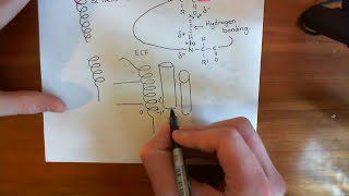 The Pore of the Nicotinic Acetylcholine Receptor Part 3 [upl. by Bonita]