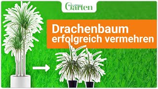 Drachenbaum vermehren Zwei einfache Methoden [upl. by Ahsiret]