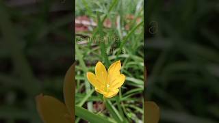 Yellow lily  Zephyranthes citrina plant [upl. by Yortal54]