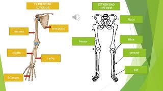 HUESOS DE LAS EXTREMIDADES [upl. by Enert]