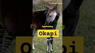 The Mysterious Okapi Natures Enigmaytshorts [upl. by Clara]