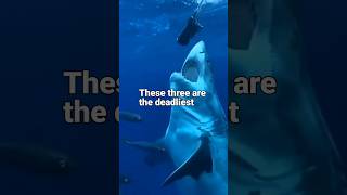 Top 3 Dangerous Sharks 🦈 animals trending shorts facts knowledge viralshorts [upl. by Pitzer565]