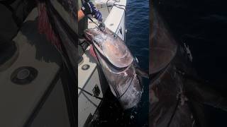 Massive blue fin tuna being brought aboard viralvideo fishing boating fish fypage tuna [upl. by Adnoluy640]