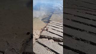 Abundance of aquatic life in the Estuary Queensland Australia fish foryou [upl. by Lupien764]