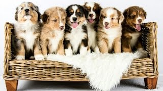 Australian Shepherd puppies growing  Time lapse [upl. by Damian]