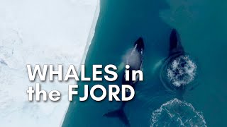 Whales icefjord tour  Travel in Ilulissat Greenland  4K Drone [upl. by Eicats]