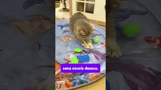 Tapis sensoriel aquatique pour les chats TENDANCE [upl. by Pelmas216]