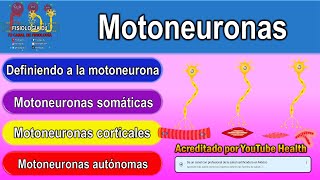 Motoneuronas  Motoneurona superior e inferior  Neurona motora superior e inferior [upl. by Retxab62]