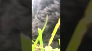 Asmr dog eating grass [upl. by Llednik]