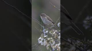 LE CHANT DU POUILLOT VÉLOCE  CHIFFCHAFF SINGING [upl. by Tifanie]