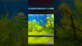 Fish Tank aquarium transformation tropical short shortsfeed plantwallahshukla [upl. by Mike]