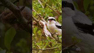 The Savage and Cunning Tactics of Shrikes Natures Impalers shrike [upl. by Jenifer]