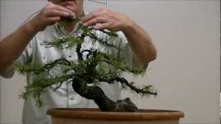 Demo op een Yamadori Larix decidua 1 [upl. by Neik]