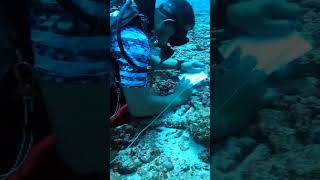 Scuba Diving Deep Sea sabangaceh diving snorkeling scubadiving shorts fyp [upl. by Pulchia]