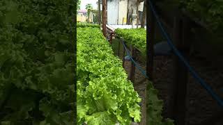 hydroponics lettuce sa among diy greenhouse 😊 [upl. by Brecher]