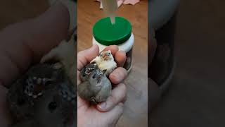 Handaufzucht bei Gouldamadinen  Gouldian finch handfeeding [upl. by Brande]