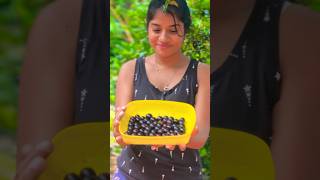 Jaboticaba fruit harvesting ✨ [upl. by Repohtsirhc]