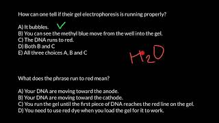 How gel electrophoreses works [upl. by Giraldo]