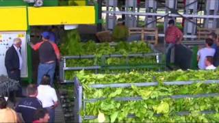 Tobacco Container Loading station impianto del tabacco verde [upl. by Viviyan508]