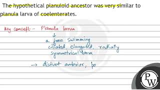 The hypothetical planuloid ancestor was very similar to planula larva of coelenterates [upl. by Anirtruc]