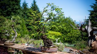 Dawn Redwood Bonsai Ramification amp Branch Structure Pruning [upl. by Loferski633]