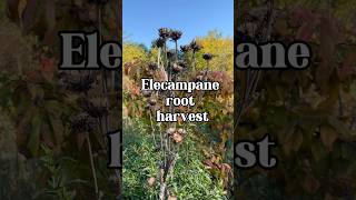 Elecampane is a must have for temperate gardeners Plant it now herbalmedicine herbgarden [upl. by Tomaso]