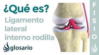 Ligamento LATERAL INTERNO de la RODILLA  Qué es ubicación función y lesiones [upl. by Spanos]