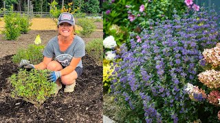 PLANTING BEYOND MIDNIGHT CARYOPTERIS  MINI GARDEN TOUR [upl. by Robillard]