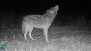 Wolves howling in winter in northern Minnesota [upl. by Stella]