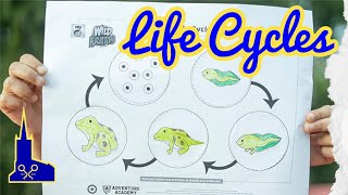 Frog Life Cycle explained by Year 2 [upl. by Lalaj]