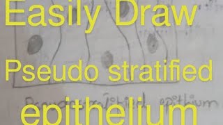 How to draw pseudo stratified epithelium very easily [upl. by Ioab]