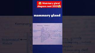 😱❤️Human Reproduction class 12Mammary gland diagram structure NCERTbiologyneet 2025shorts🩺🔬❤️🔥📝 [upl. by Fadden838]