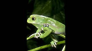 Cane Toad vs Waxy Monkey Tree Frog [upl. by Swinton]