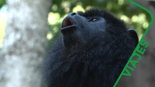 Animales en peligro  Refugio GüiráOga Puerto Iguazú Argentina [upl. by Tarrah]